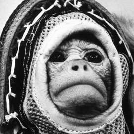 Albert II, the first monkey in space